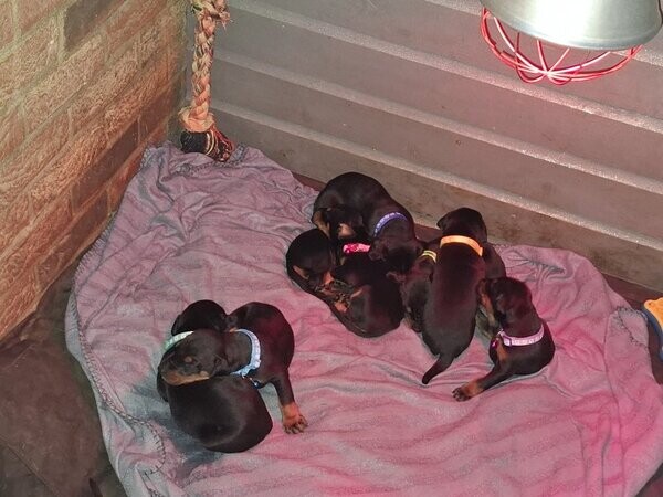 EXCEPTIONAL DOBERMAN PUPPIES BLACK AND TAN