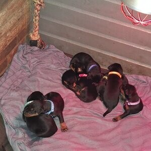 EXCEPTIONAL DOBERMAN PUPPIES BLACK AND TAN | PostAds PH