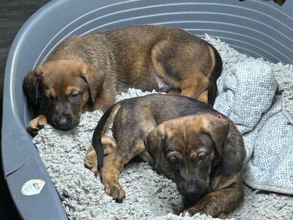 Beautiful, adorable lovely puppy dobixdutch herder