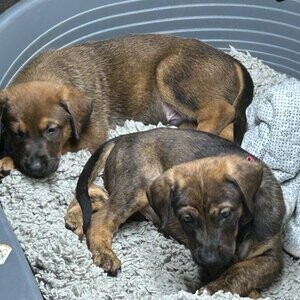 Beautiful, adorable lovely puppy dobixdutch herder | PostAds PH