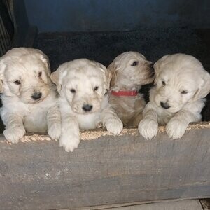 STUNNING HEALTH TESTED GOLDENDOODLES | PostAds PH