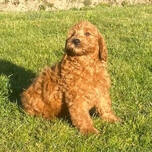 One Boy left Goldendoodles ( Doubledoodle) | PostAds PH
