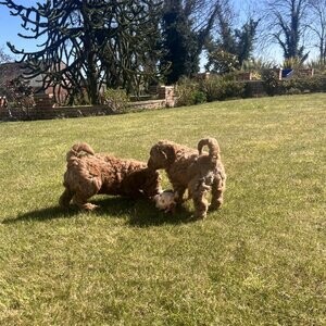 Goldendoodle | PostAds PH