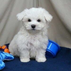 Teacup Maltese Puppies Viber:+63-9481-451-325 | PostAds PH