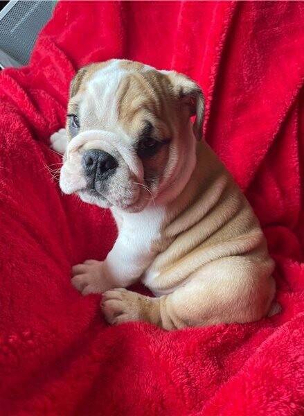 English Bulldog Puppies