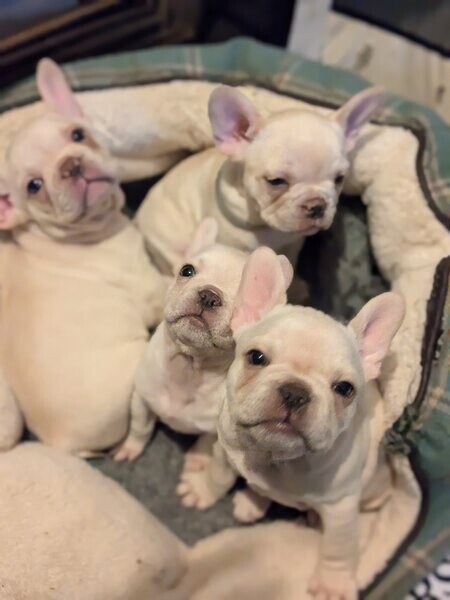 French Bulldog (Mia and Spotty)
