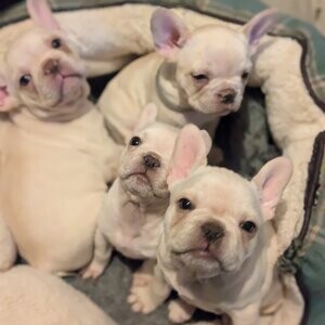 French Bulldog (Mia and Spotty) | PostAds PH