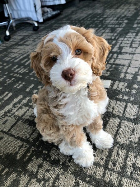Miniature labradoodles