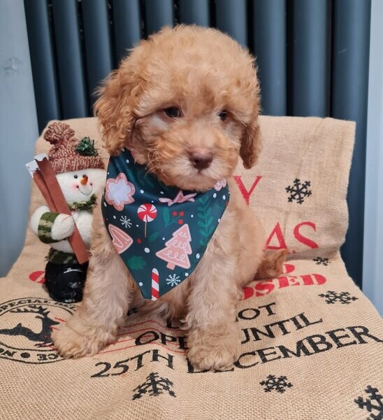 F1b Cavapoo Puppies homebred