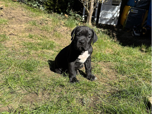Champion Cane Corso Puppy