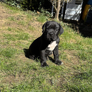 Champion Cane Corso Puppy | PostAds PH