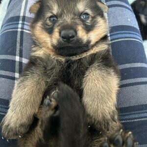 German Shepherd puppies | PostAds PH