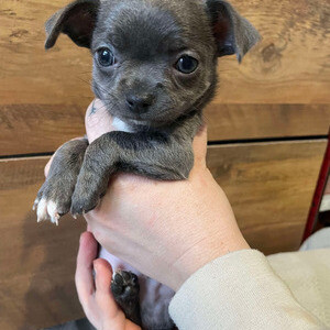 Apple head Chihuahuas | PostAds PH