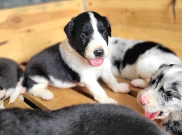 border collie puppys