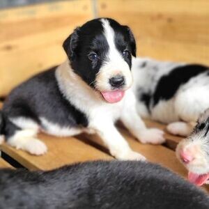 border collie puppys | PostAds PH