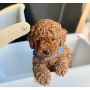Toy red cockapoo puppies | PostAds PH