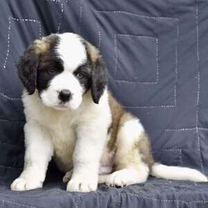 Saint Bernard puppies | PostAds PH