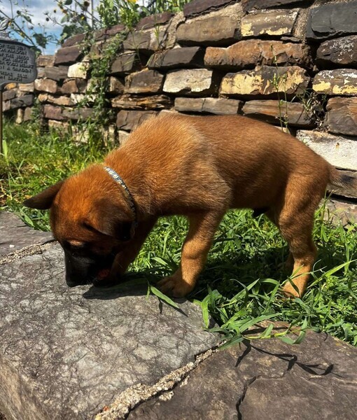Beguim malinois