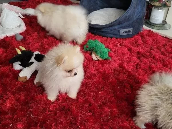 Pomeranian puppies