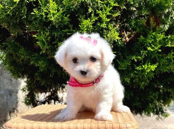 Cute Maltipoo
