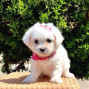Cute Maltipoo | PostAds PH