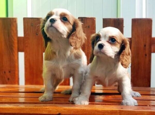 Cavalier King Charles Spaniel