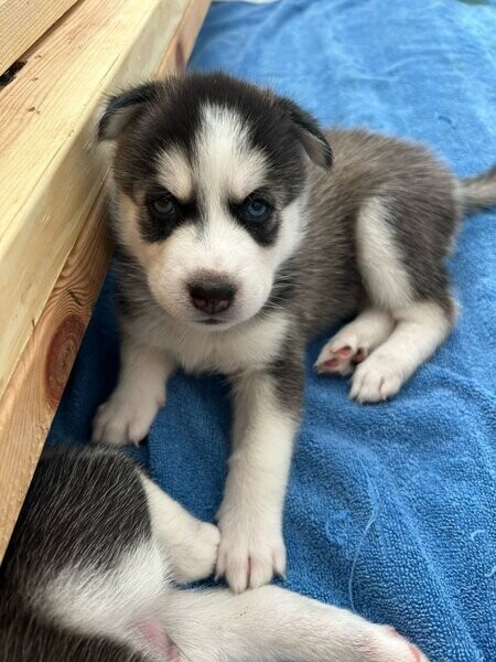 Siberian husky puppy's