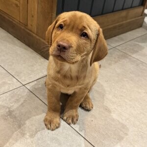 Labrador Retriever | PostAds PH