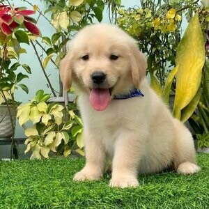 Golden Retriever Puppies | PostAds PH