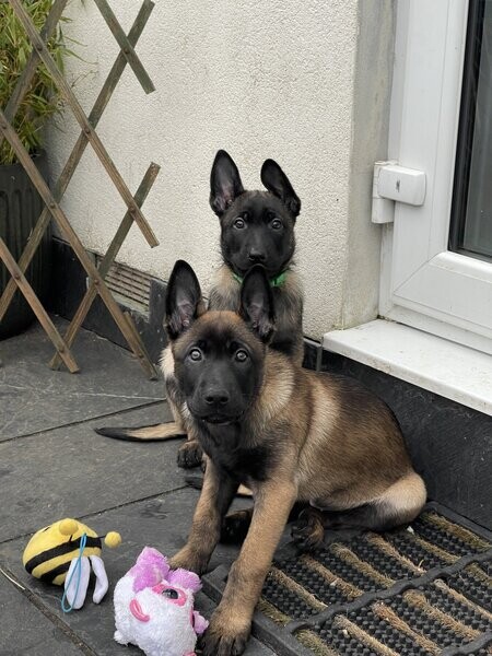 Beguim malinois