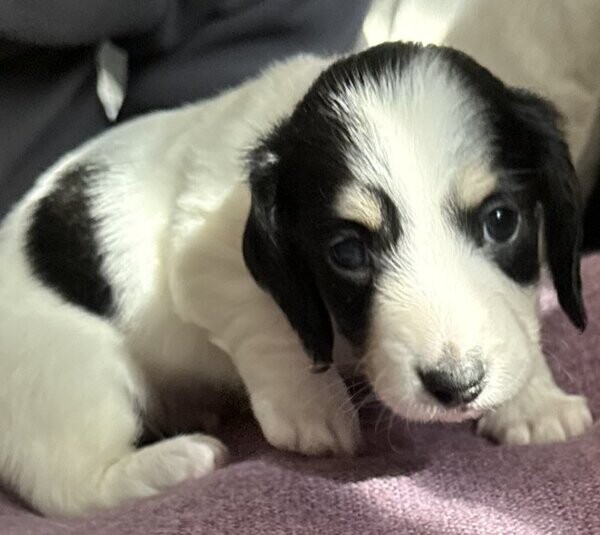 Beautifully litter minature long haired Daschunds