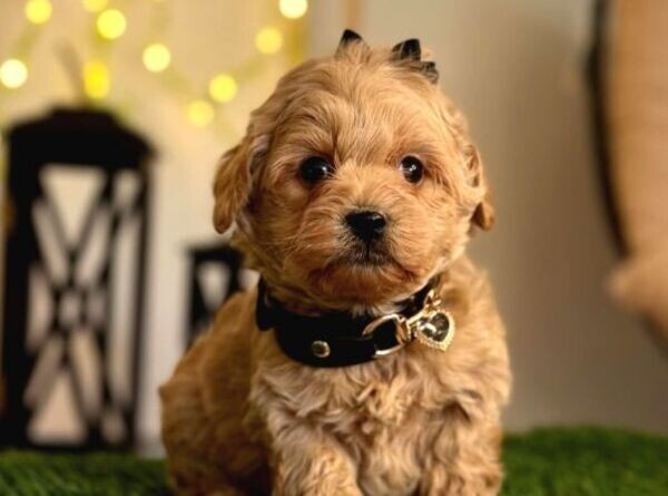 Cute Maltipoo