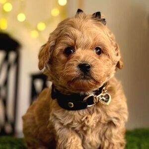 Cute Maltipoo | PostAds PH