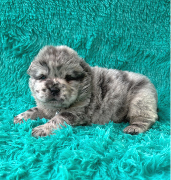 pure chow chow puppies