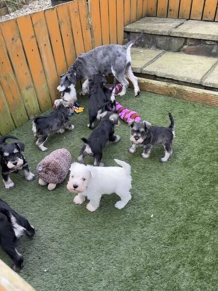 Miniature schnauzer