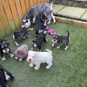 Miniature schnauzer | PostAds PH