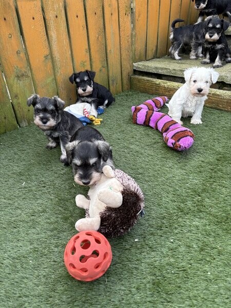 Miniature schnauzer for sale now