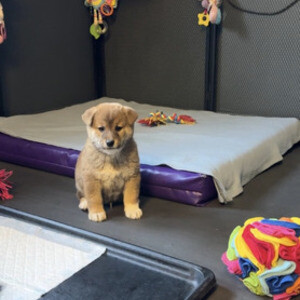 Japanese Shiba Inu puppies | PostAds PH