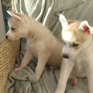 Siberian husky puppy's | PostAds PH