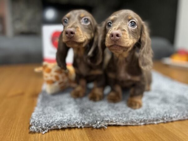 Beautiful, rare, long-haired dachshund boys.