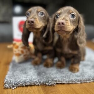 Beautiful, rare, long-haired dachshund boys. | PostAds PH