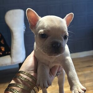 French Bulldog (Mia and Spotty) | PostAds PH