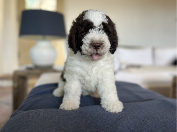Lagotto Romagnolo puppies