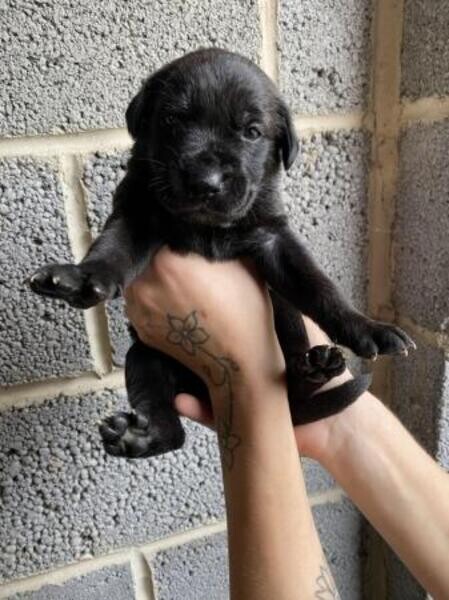 Champion Cane Corso Puppy