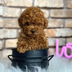 Stunning poodle pups | PostAds PH
