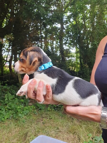 Beautiful Jack Russell Pups