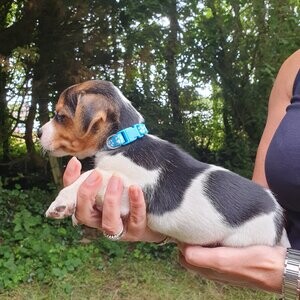 Beautiful Jack Russell Pups | PostAds PH