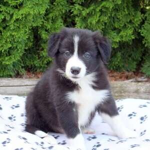 border collie puppies | PostAds PH