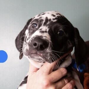 Gorgeous Dalmatian Puppies Available Now | PostAds PH