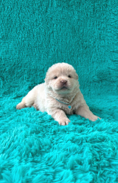pure chow chow puppies